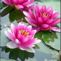 Розовые кувшинки на воде