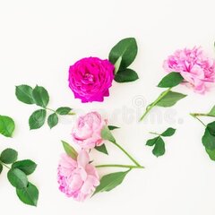 Картина пионы и розы