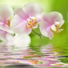Цветок орхидеи над гладью воды