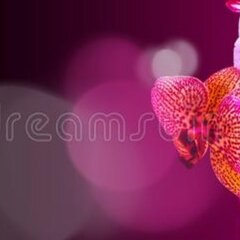 Розовые цветы на темном фоне