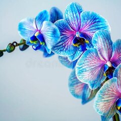 Необычная голубая орхидея с розовым