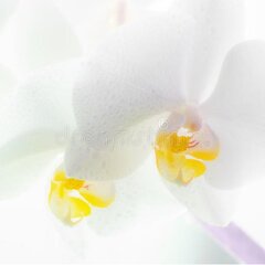 Крупный план - Белая орхидея