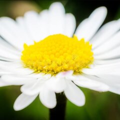 Белая крупная ромашка 