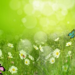 Ромашки с бабочками на цветущем лугу