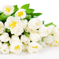 Букет белых тюльпанов для любимой