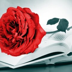 Чайная роза на раскрытой книге
