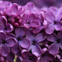 Цветочки сирени крупным планом