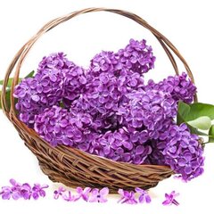Кусты сирени в корзине