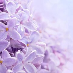 Цветки сирени в макро