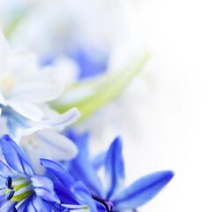 Белые и синие цветы на белом фоне