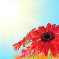 Красные цветы на солнце