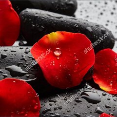 Красные лепестки на черных камнях