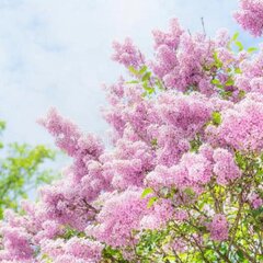 Цветущий куст сирени