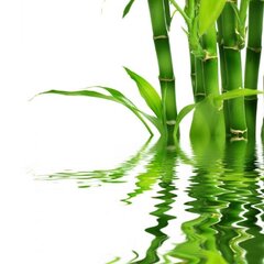 Бамбук в воде