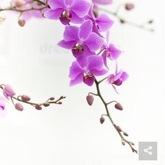 Нежная ветка сирени