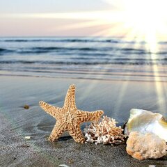 Ракушки и белая морская звезда