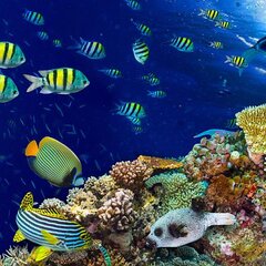 Коралловые рифы и подводный мир
