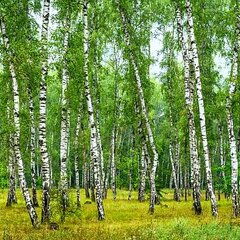 Русская березовая роща