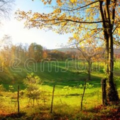 Золотая осень в лесу