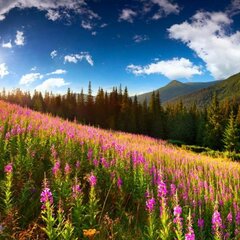 Цветущие луга в горах