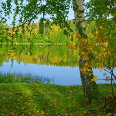 Березы над водой
