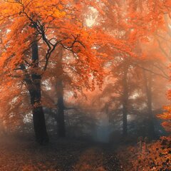 Осеннее утро