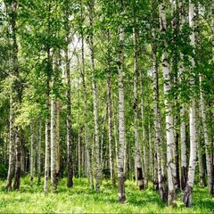 Березовая роща