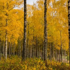 Осенний русский лес