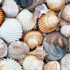 Ракушки моря