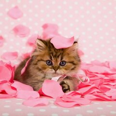 Милый котенок