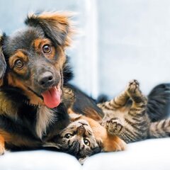 Друзья: Щенок и котенок