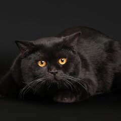 Черная кошка