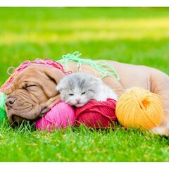Котенок и щенок