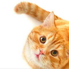 Рыжая кошечка