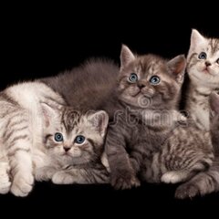 Мама и котята