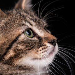Милая кошечка