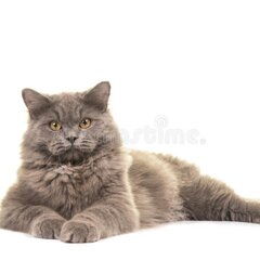 Важный кот