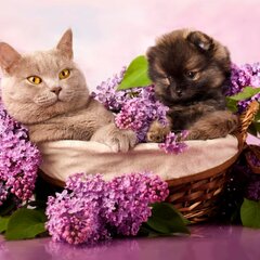 Кошка с собакой в сирени