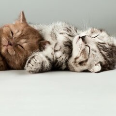 Милые котята