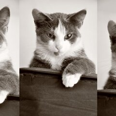Котик в школе