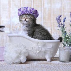 Котик и любопытство. 