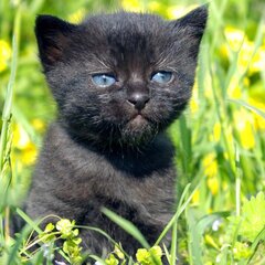 Черный котенок-уголек 