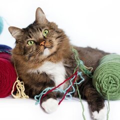 Вязание и кот