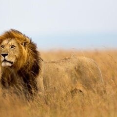 Король-лев