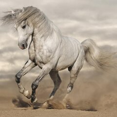 Сильная лошадь