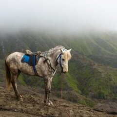 Без всадника в горах