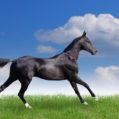 Арабский красавец  скакун