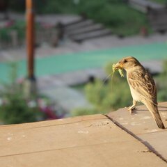 Птица прилетела в гости