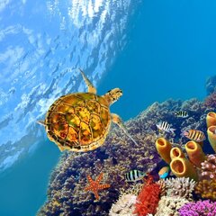 Морские черепахи под водой