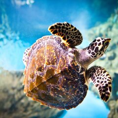 Большая морская черепаха